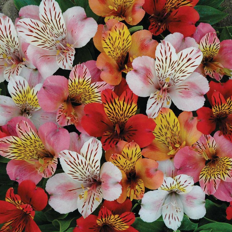 Flores del Valle